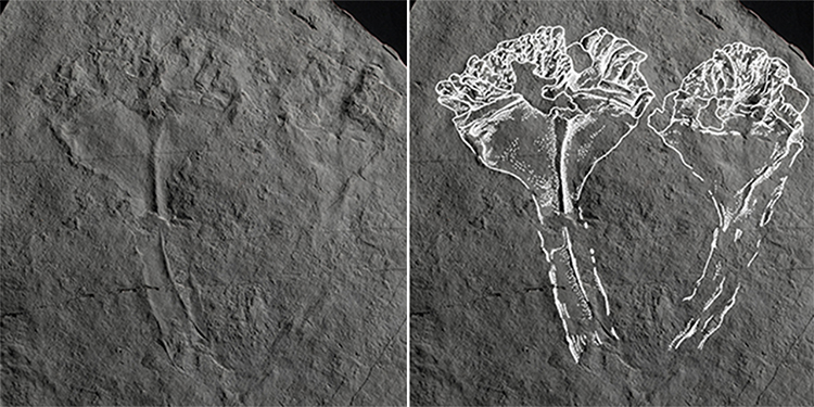 Phát hiện hóa thạch động vật ăn thịt cổ xưa nhất